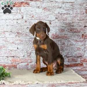 Madison, Doberman Pinscher Puppy